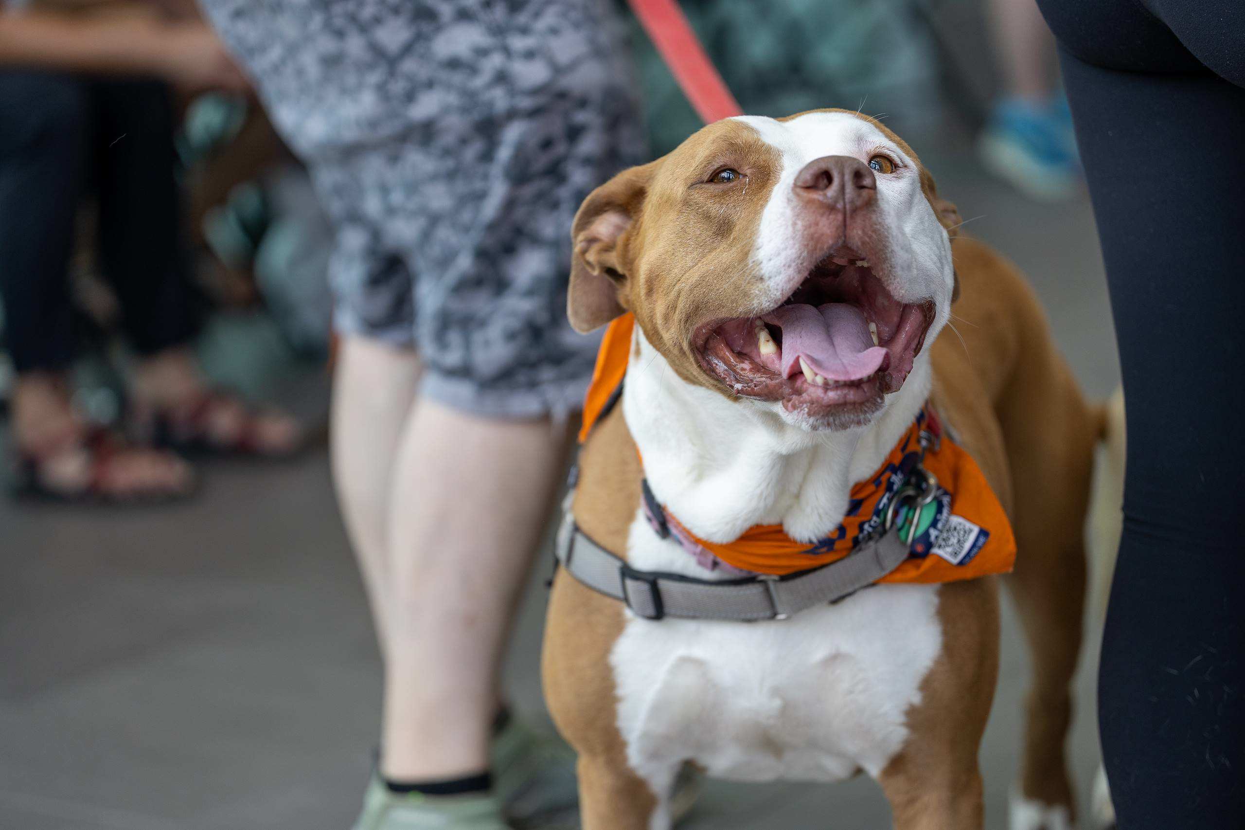 Read more about the article Five Dogs, Five Forever Homes: A Special Day at Sheehy Subaru of Springfield